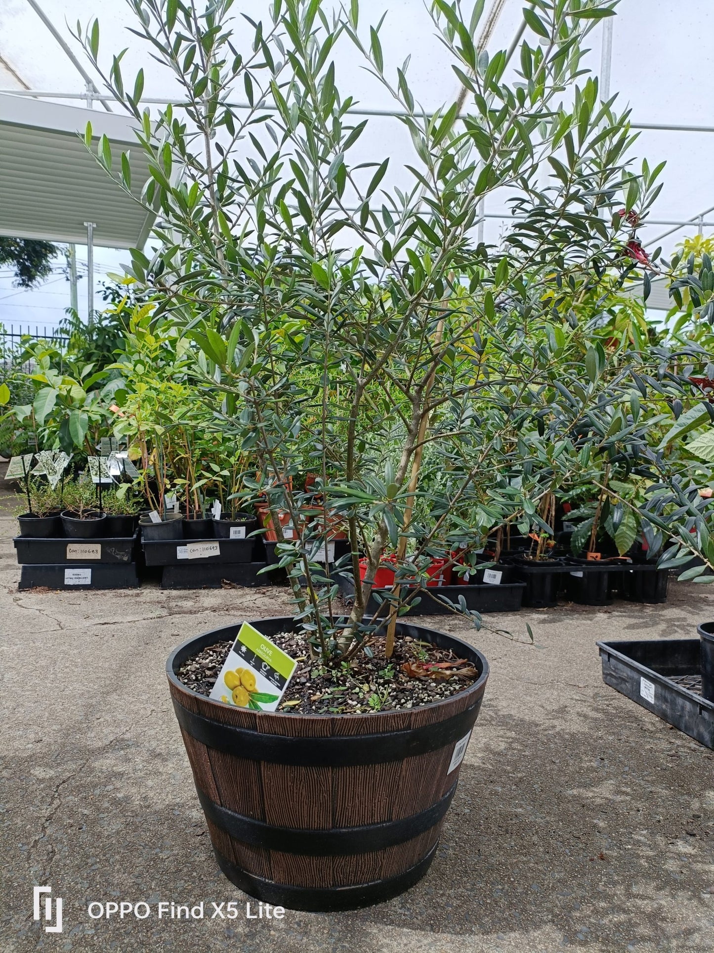 Olive Tree in a Wine Barrel PICK UP ONLY