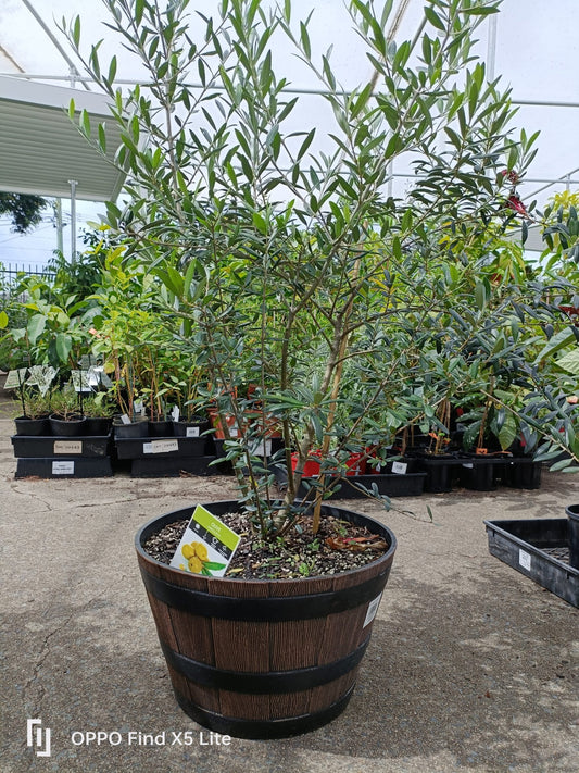 Olive Tree in a Wine Barrel PICK UP ONLY