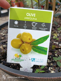 Olive Tree in a Wine Barrel PICK UP ONLY