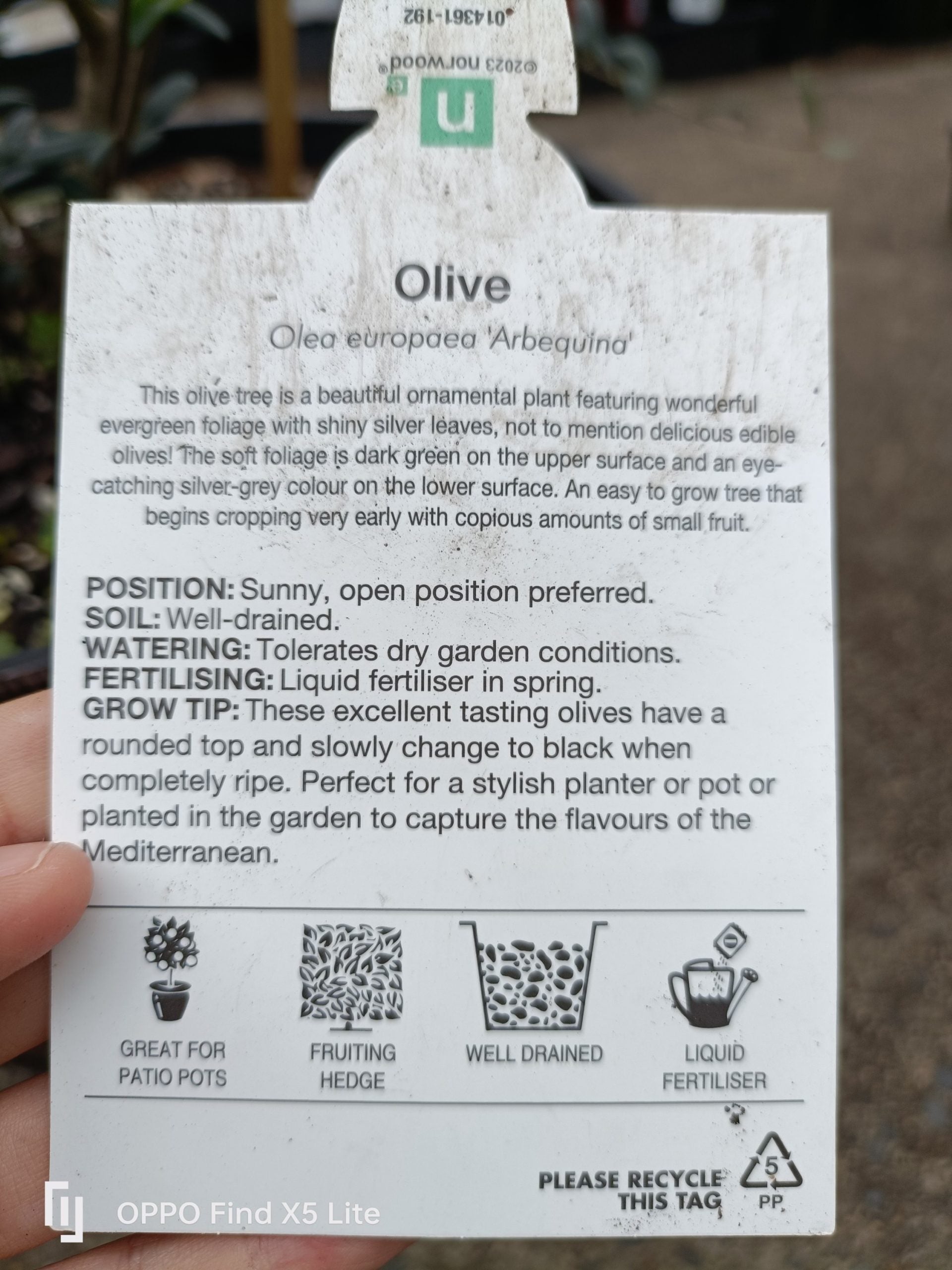 Olive Tree in a Wine Barrel PICK UP ONLY