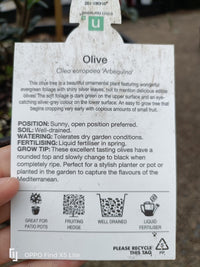 Olive Tree in a Wine Barrel PICK UP ONLY