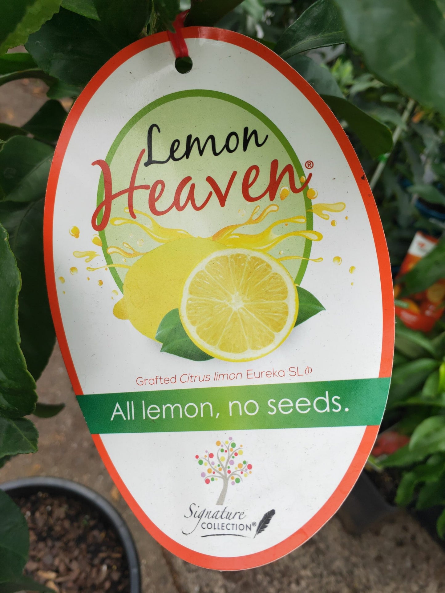 Advanced Lemon Eureka Tree 400mm Pot PICK UP ONLY