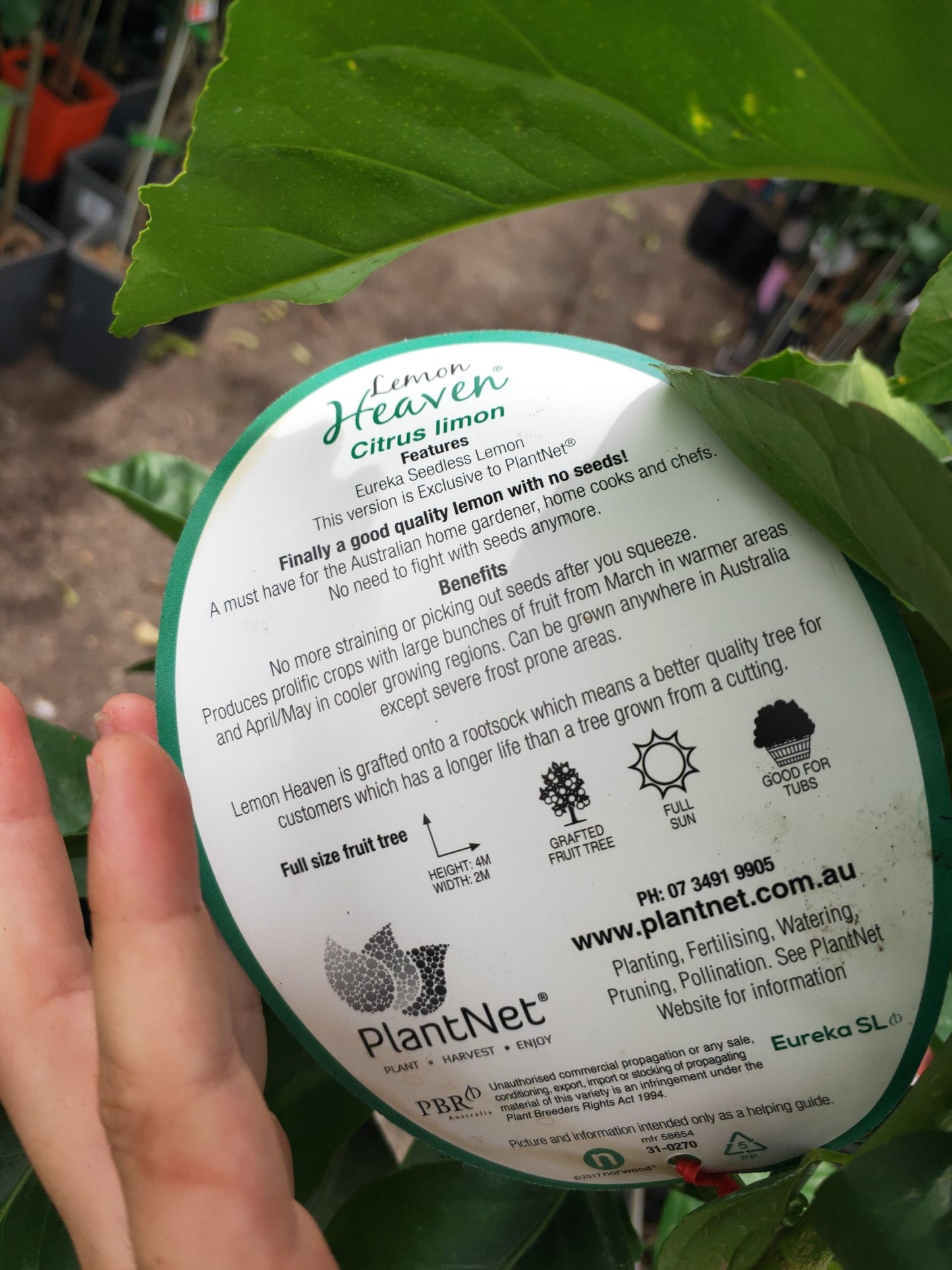 Advanced Lemon Eureka Tree 400mm Pot PICK UP ONLY