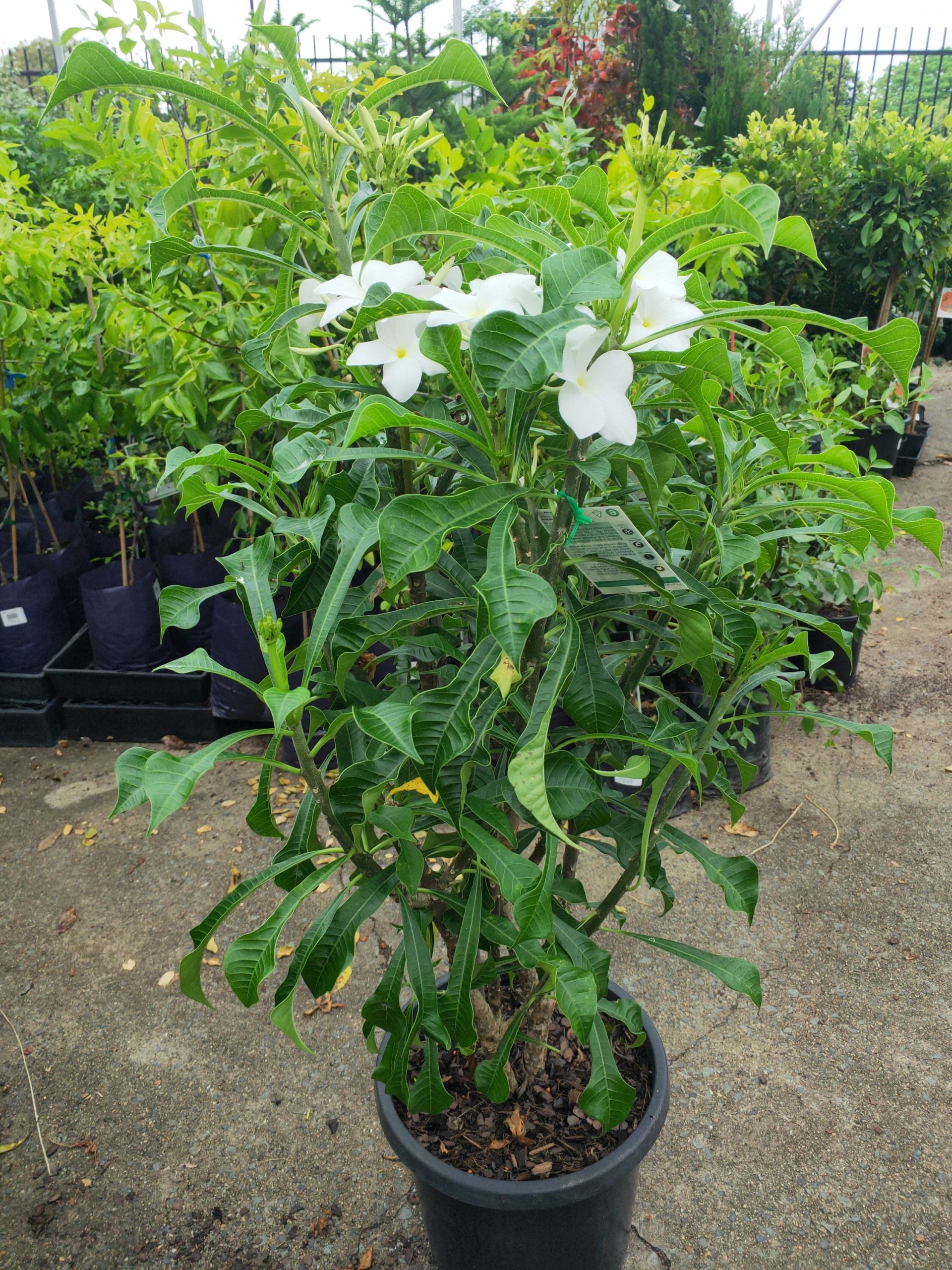 Evergreen frangipani 250mm pots PICK UP ONLY