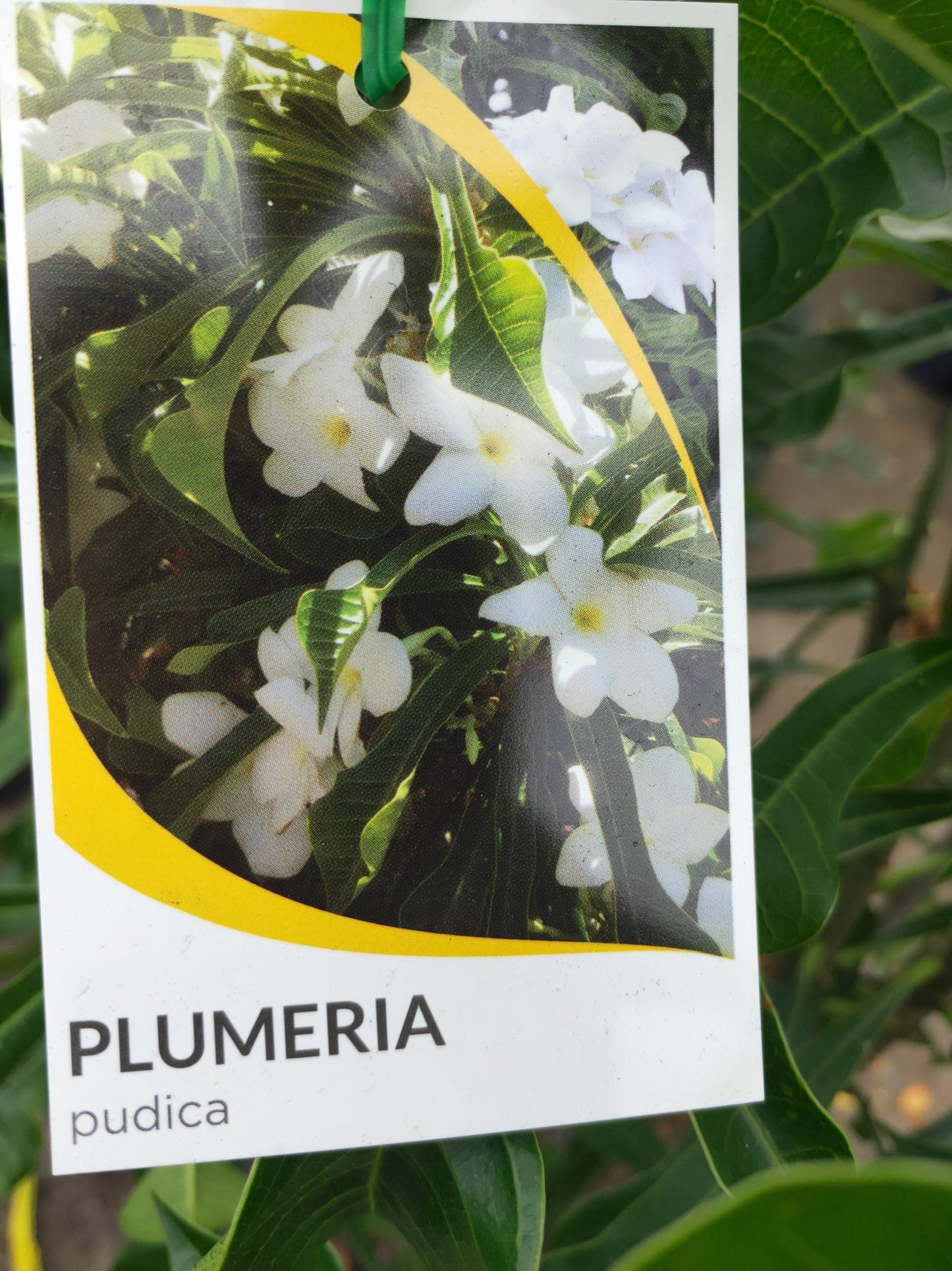 Evergreen frangipani 300mm pots PICK UP ONLY