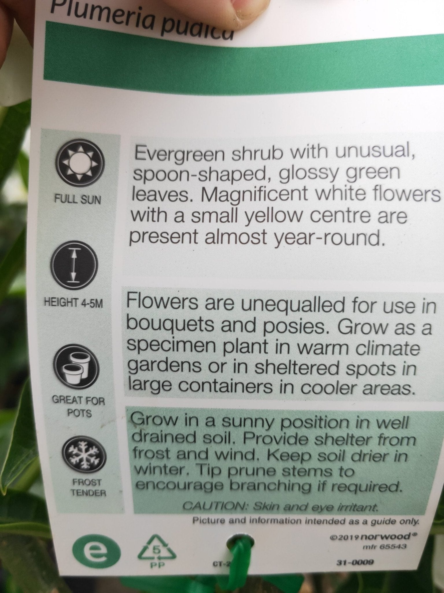 Evergreen frangipani 300mm pots PICK UP ONLY - Ladybird Nursery