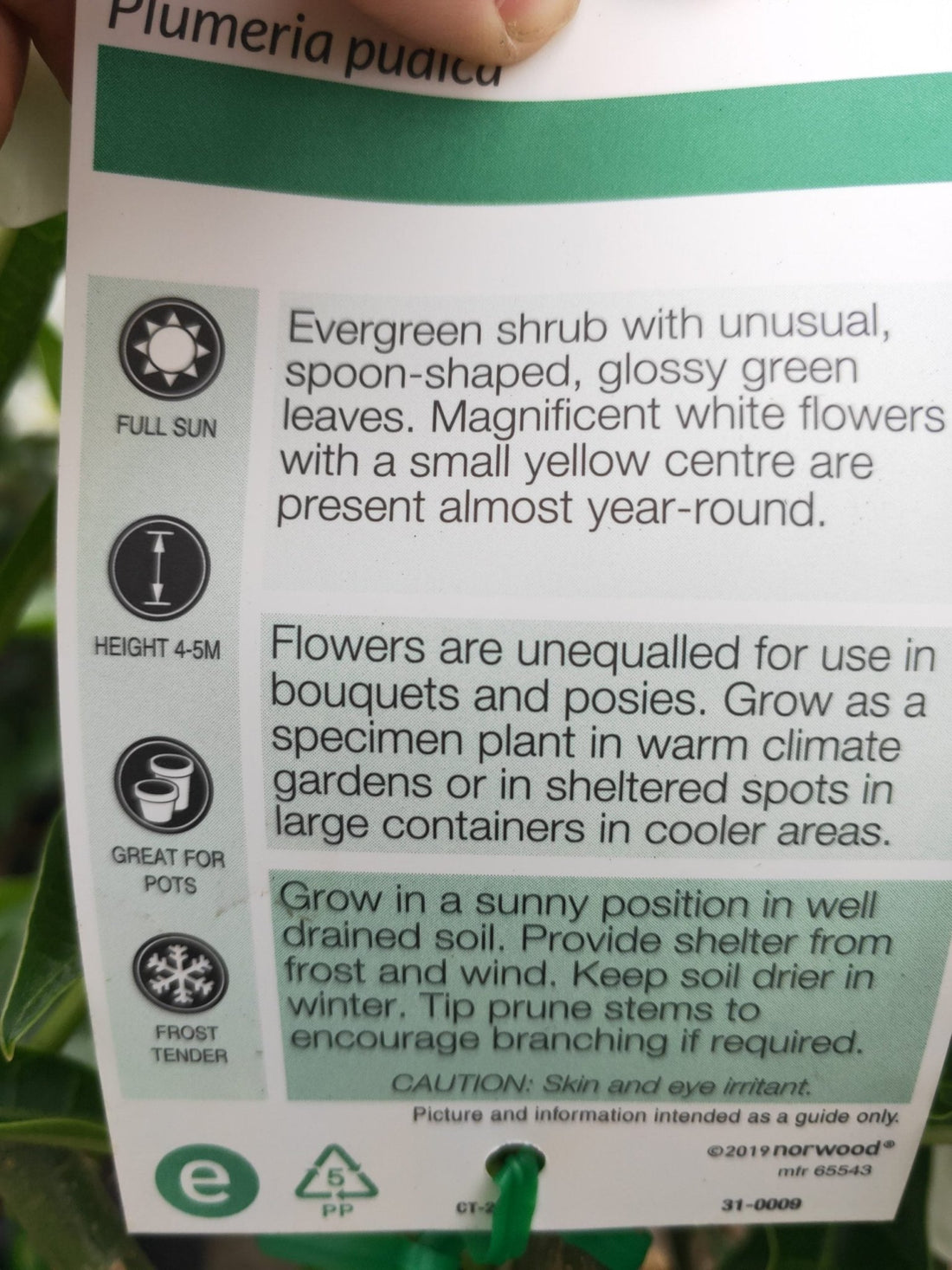 Evergreen frangipani 250mm pots PICK UP ONLY - Ladybird Nursery