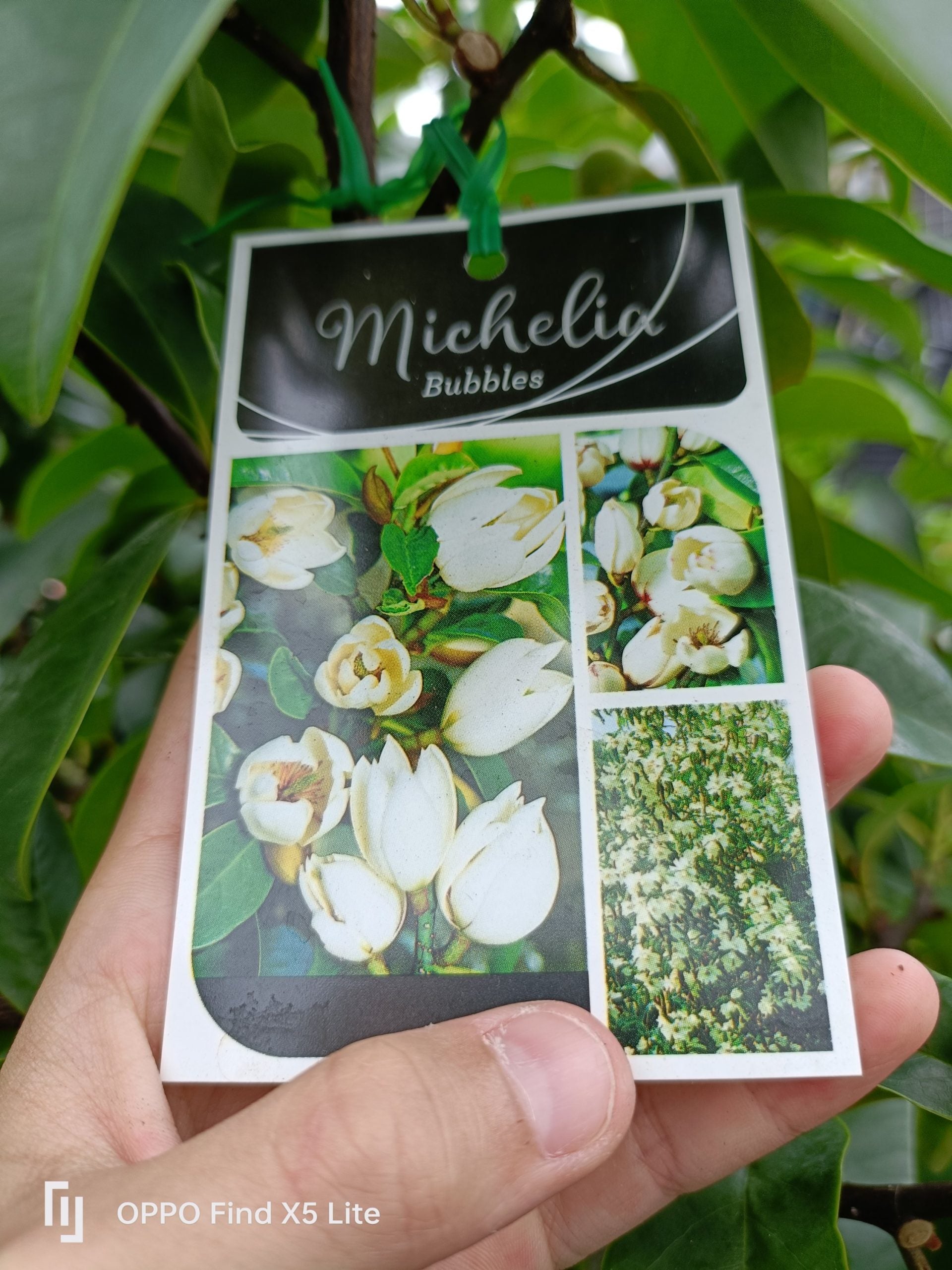 Michelia 'Bubbles' 400mm Pot (Pickup Only)