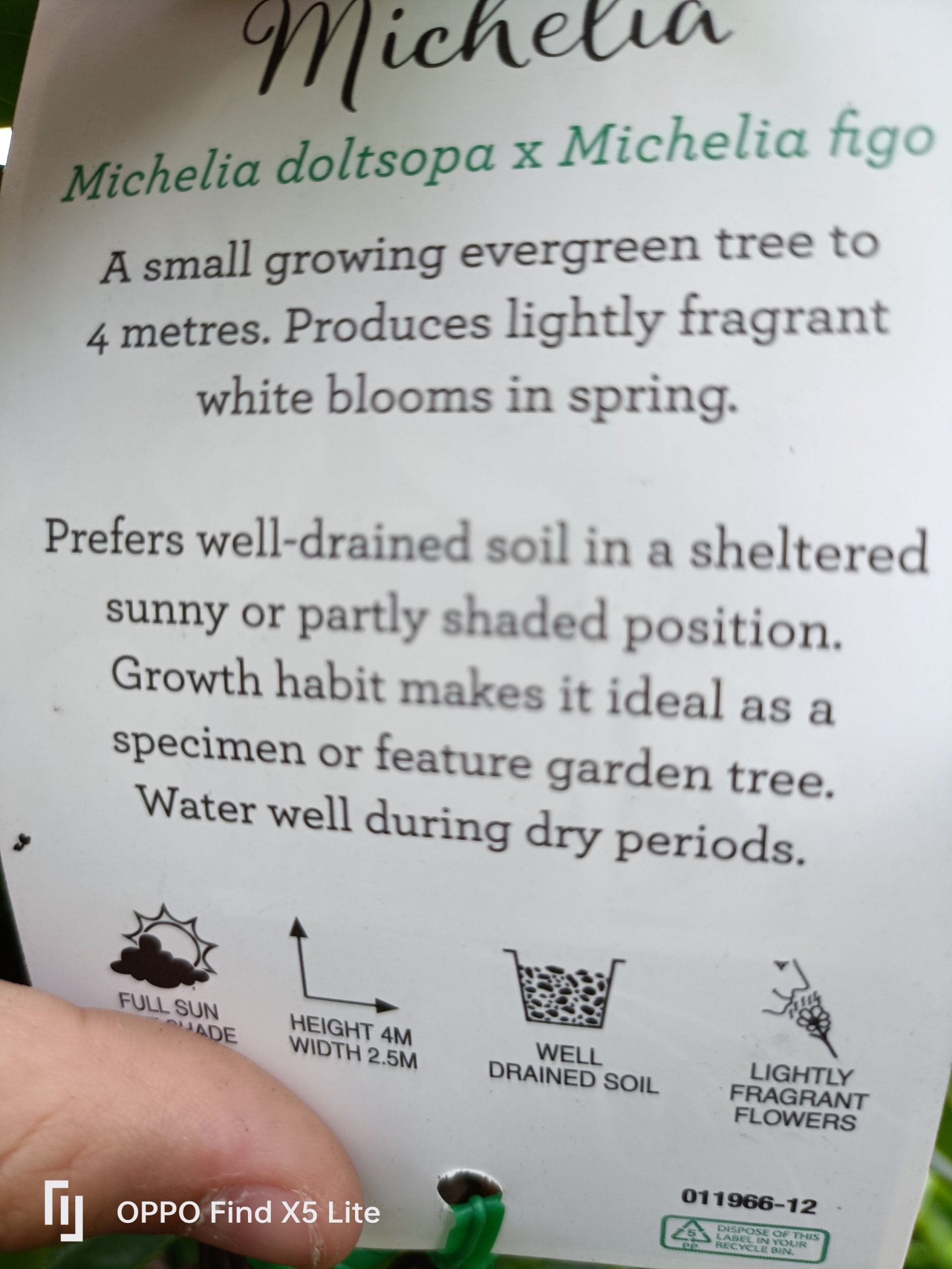 Michelia 'Bubbles' 400mm Pot (Pickup Only)