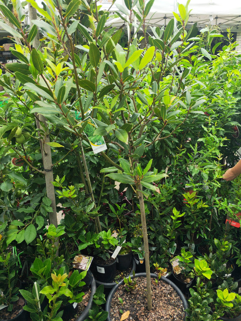 Bay Leaf Tree - Advanced 300mm Pot