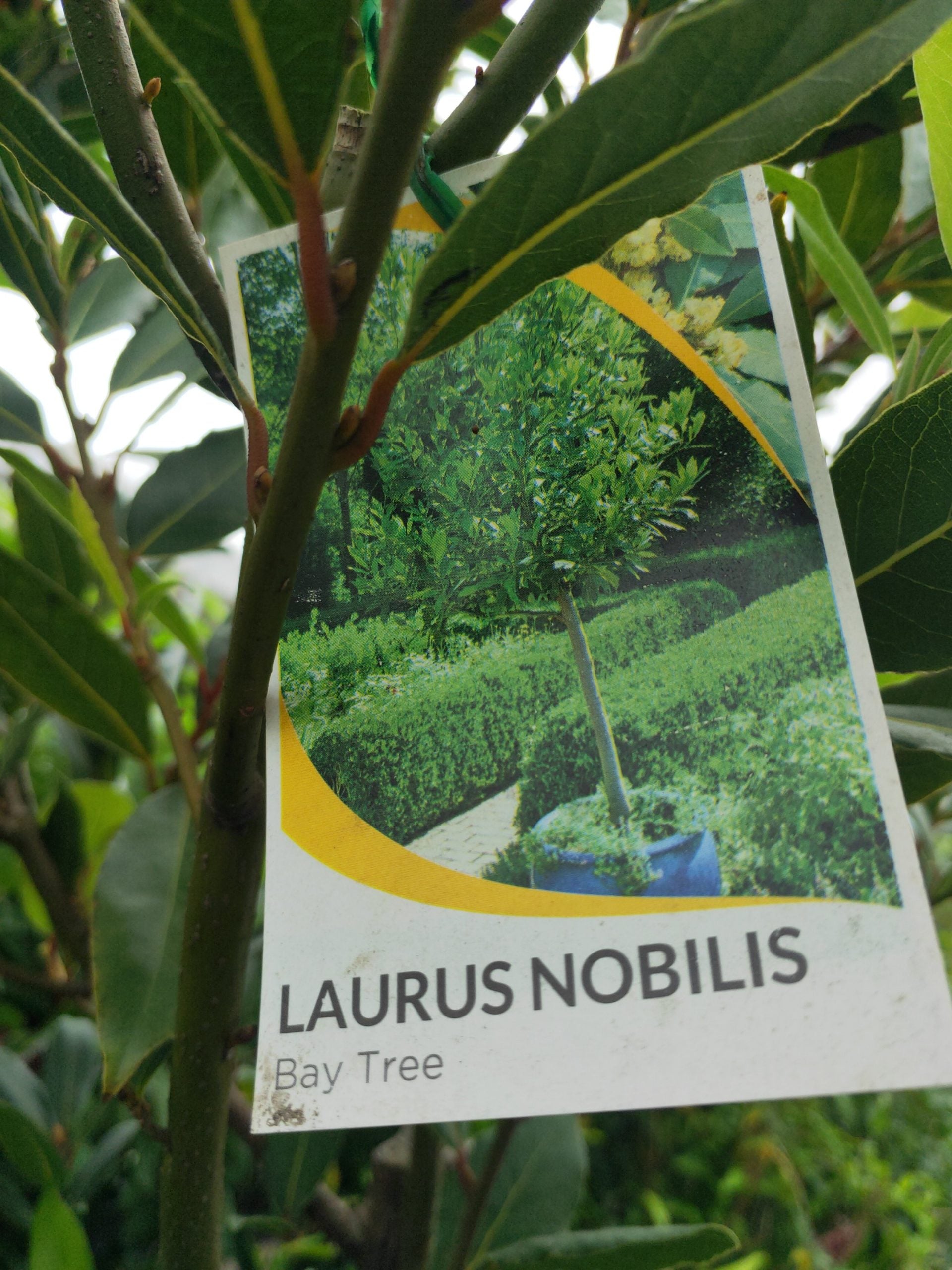 Bay Leaf Tree - Advanced 500mm Pot