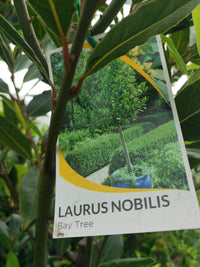 Bay Leaf Tree - Advanced 300mm Pot