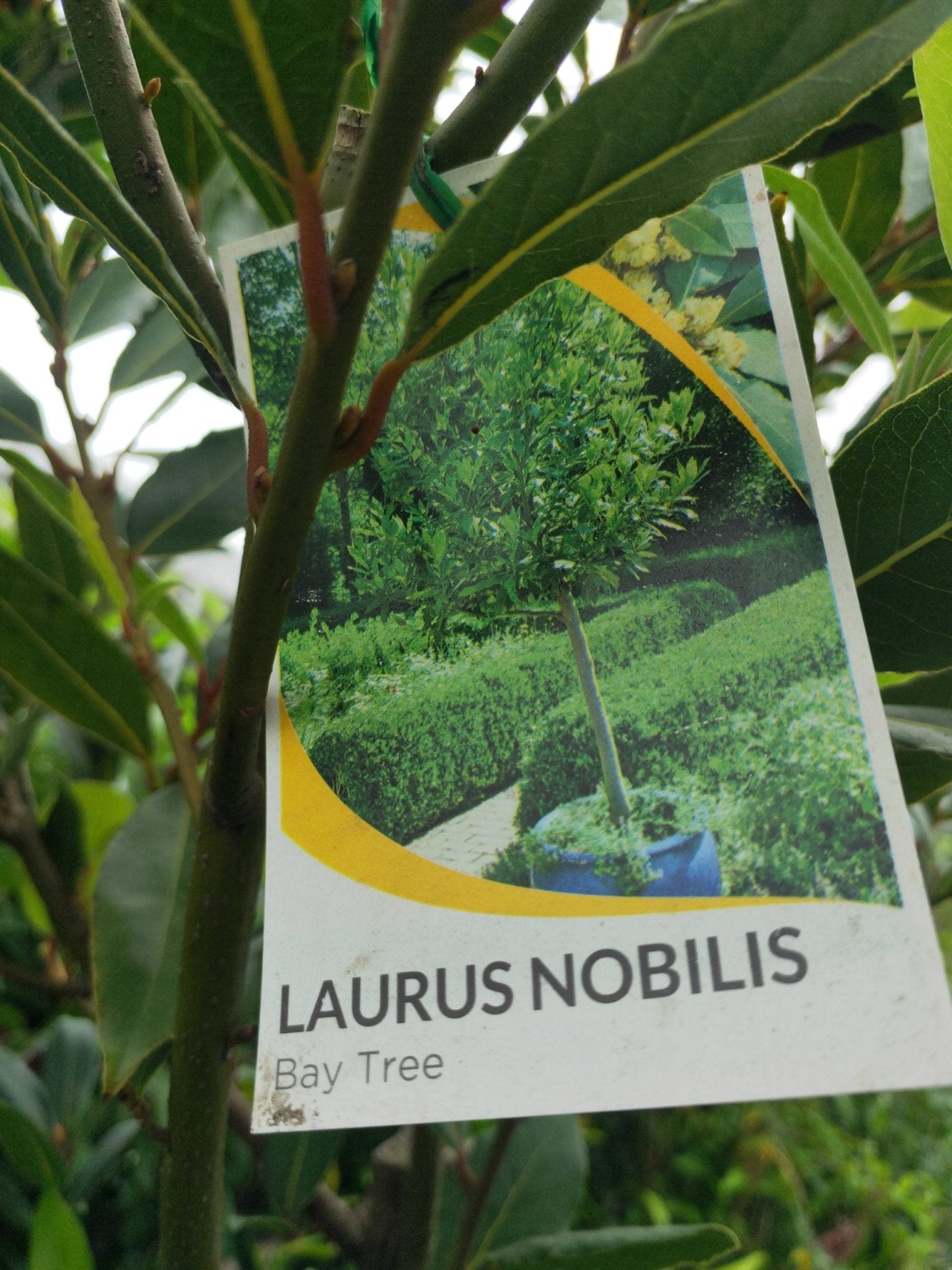 Bay Leaf Tree (Pick up only) - Ladybird Nursery