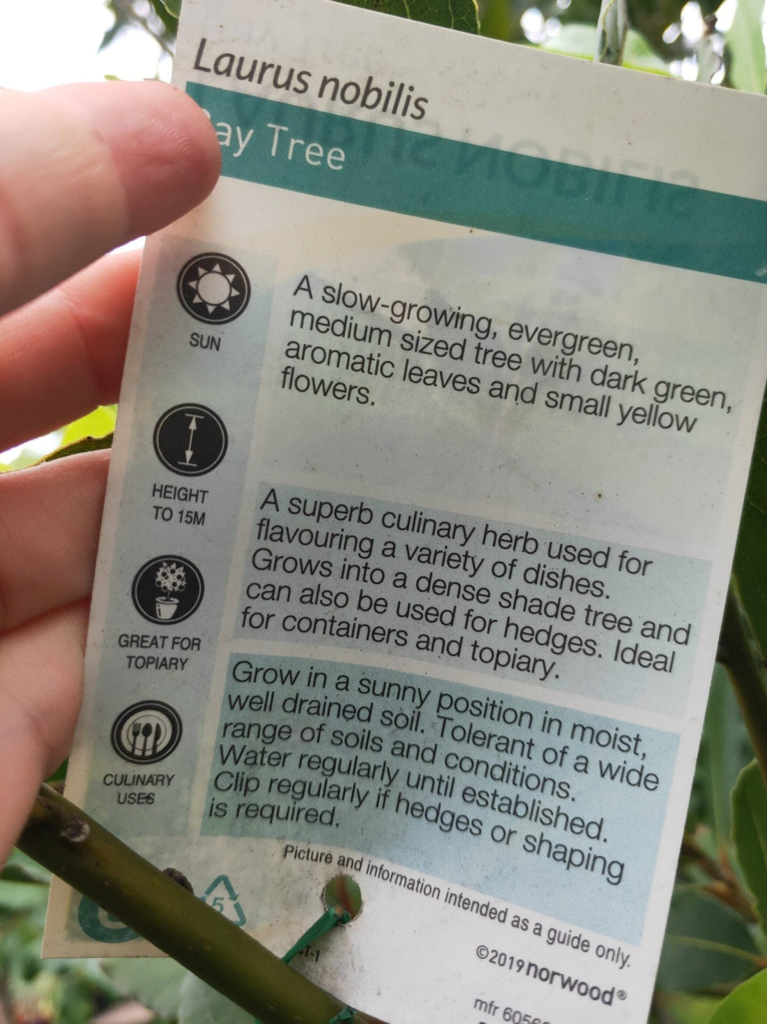 Bay Leaf Tree (Pick up only) - Ladybird Nursery