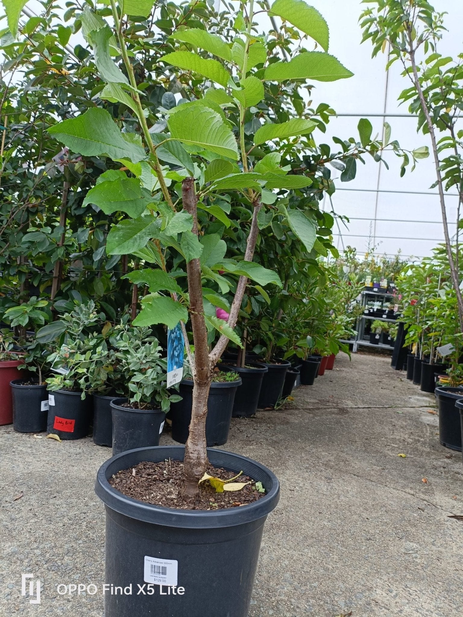 Cherry 'Lapins' Advanced (Pickup Only) - Ladybird Nursery