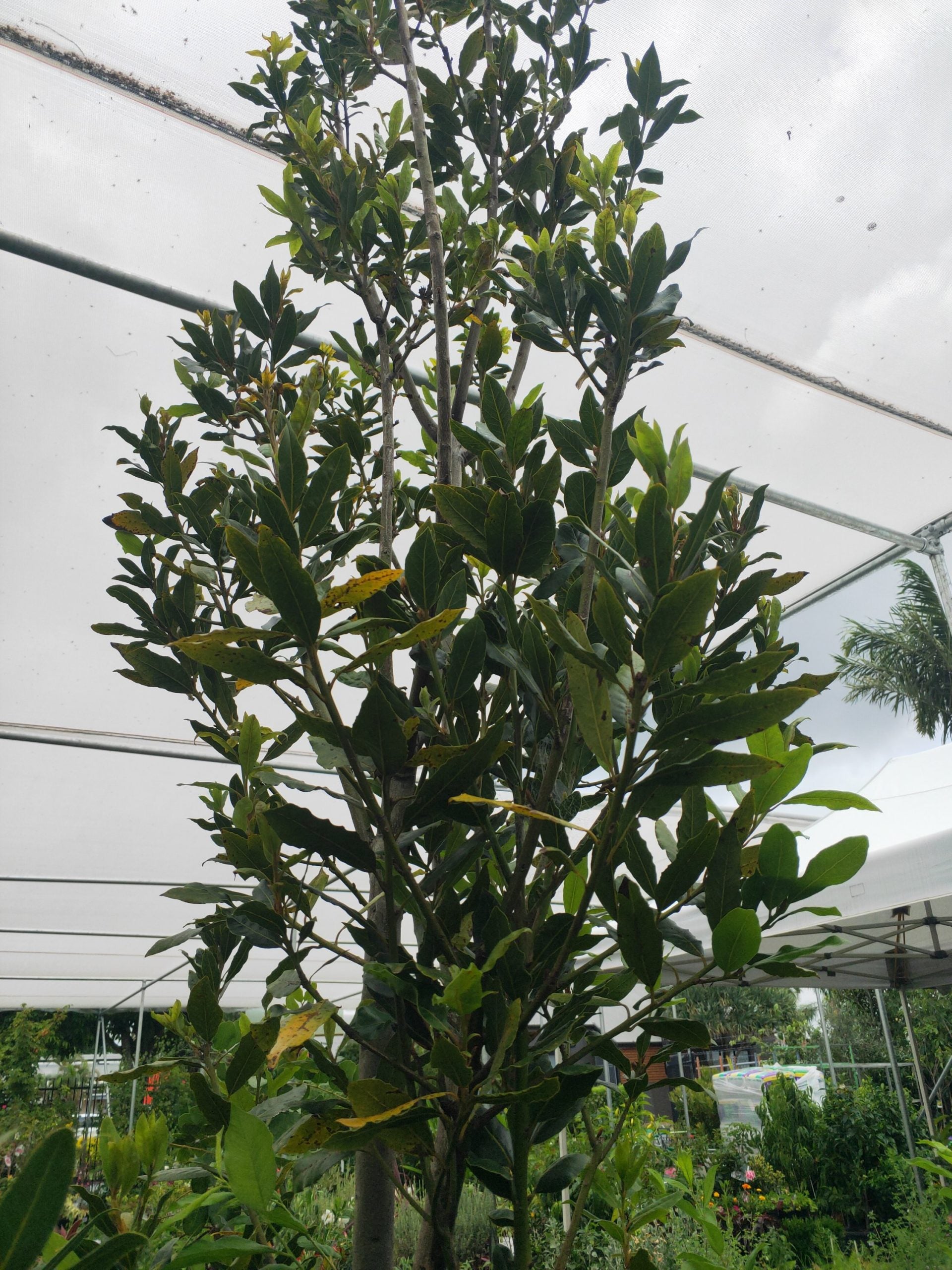 Bay Leaf Tree - Advanced 500mm Pot