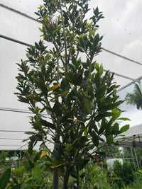 Bay Leaf Tree - Advanced 500mm Pot