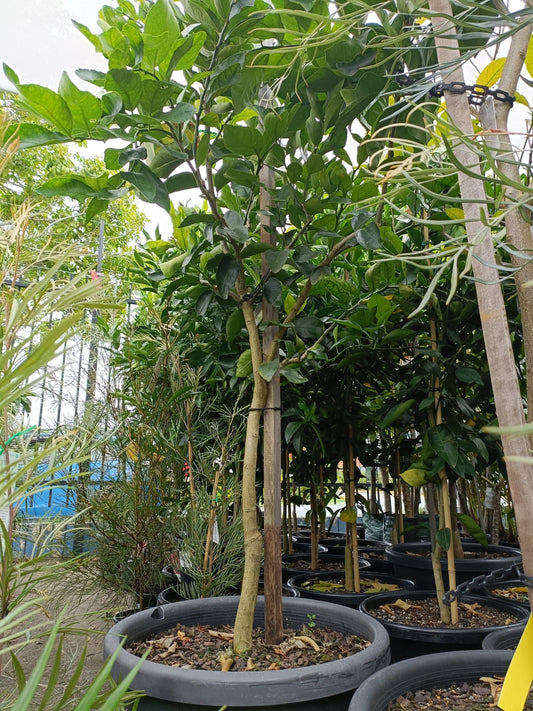 Advanced Lime ‘Tahitian’ 400mm Pot (Pickup Only)