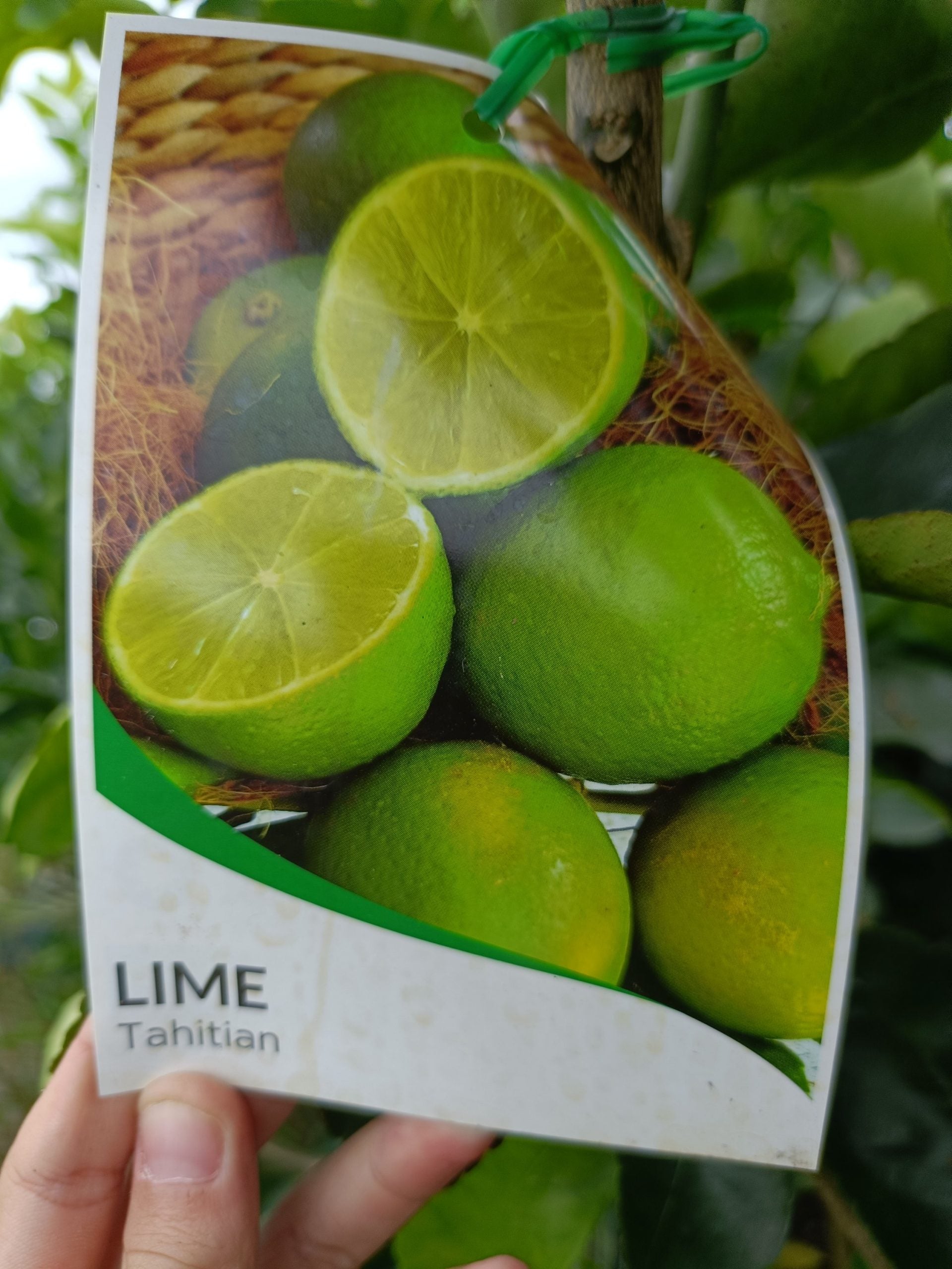 Advanced Lime ‘Tahitian’ 400mm Pot (Pickup Only)