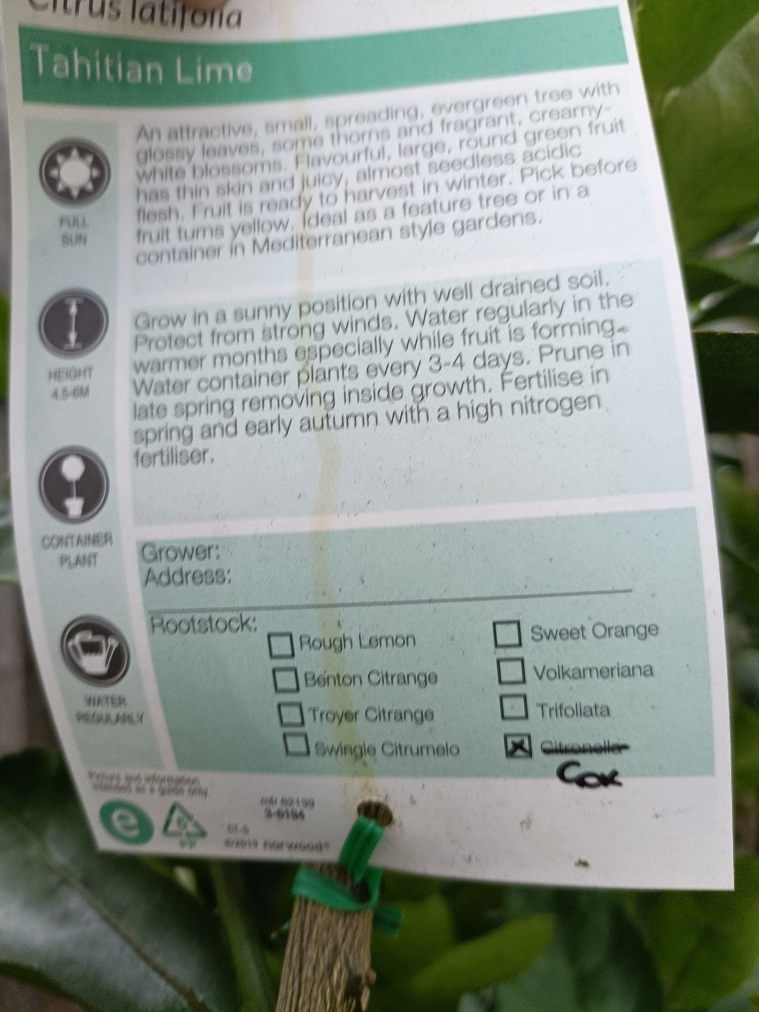 Advanced Lime ‘Tahitian’ 400mm Pot (Pickup Only) - Ladybird Nursery