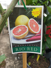 Grapefruit Tree 2meters high PICK UP ONLY