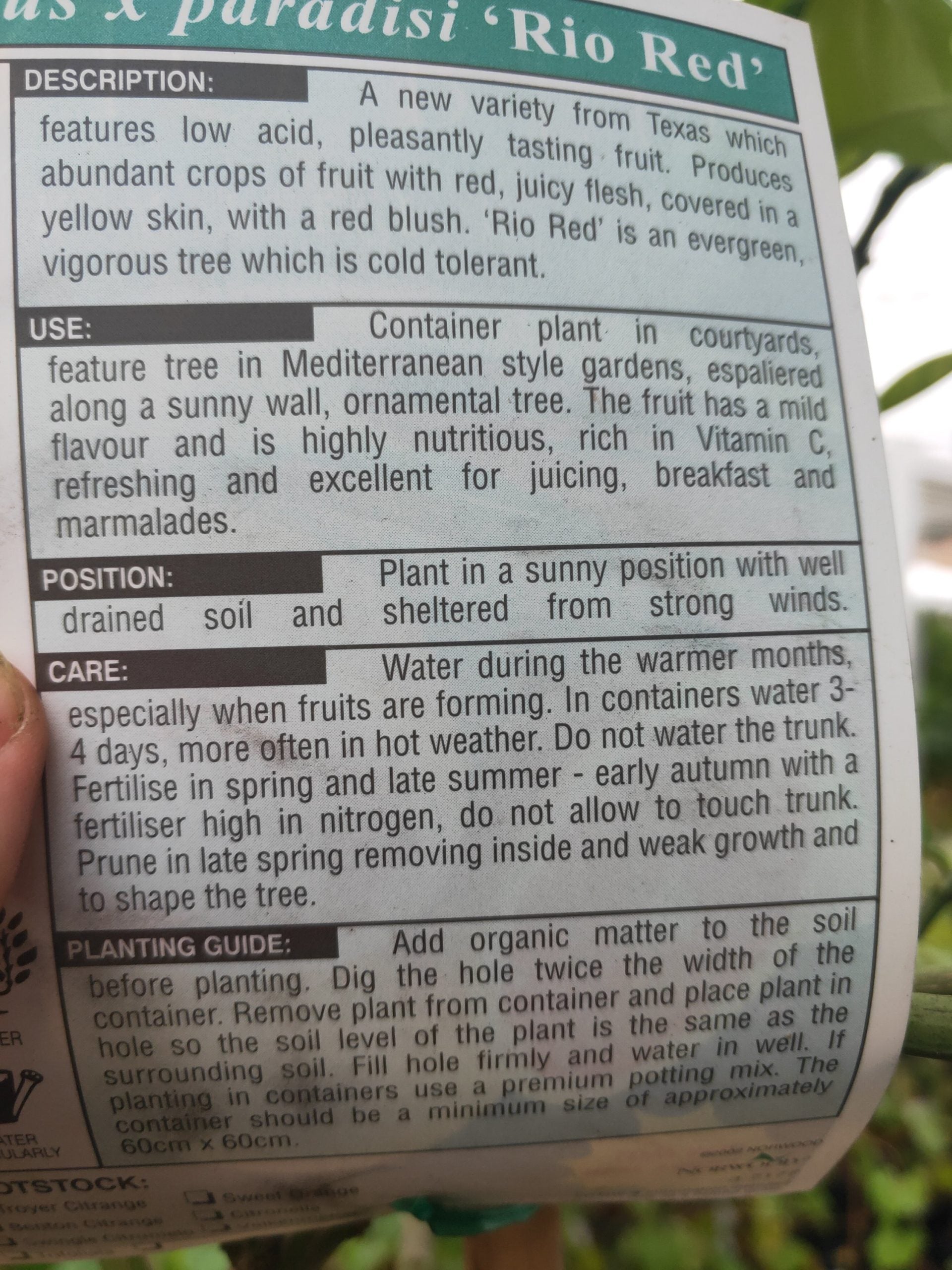 Grapefruit Tree 2meters high PICK UP ONLY