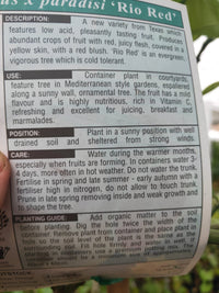 Grapefruit Tree 2meters high PICK UP ONLY - Ladybird Nursery