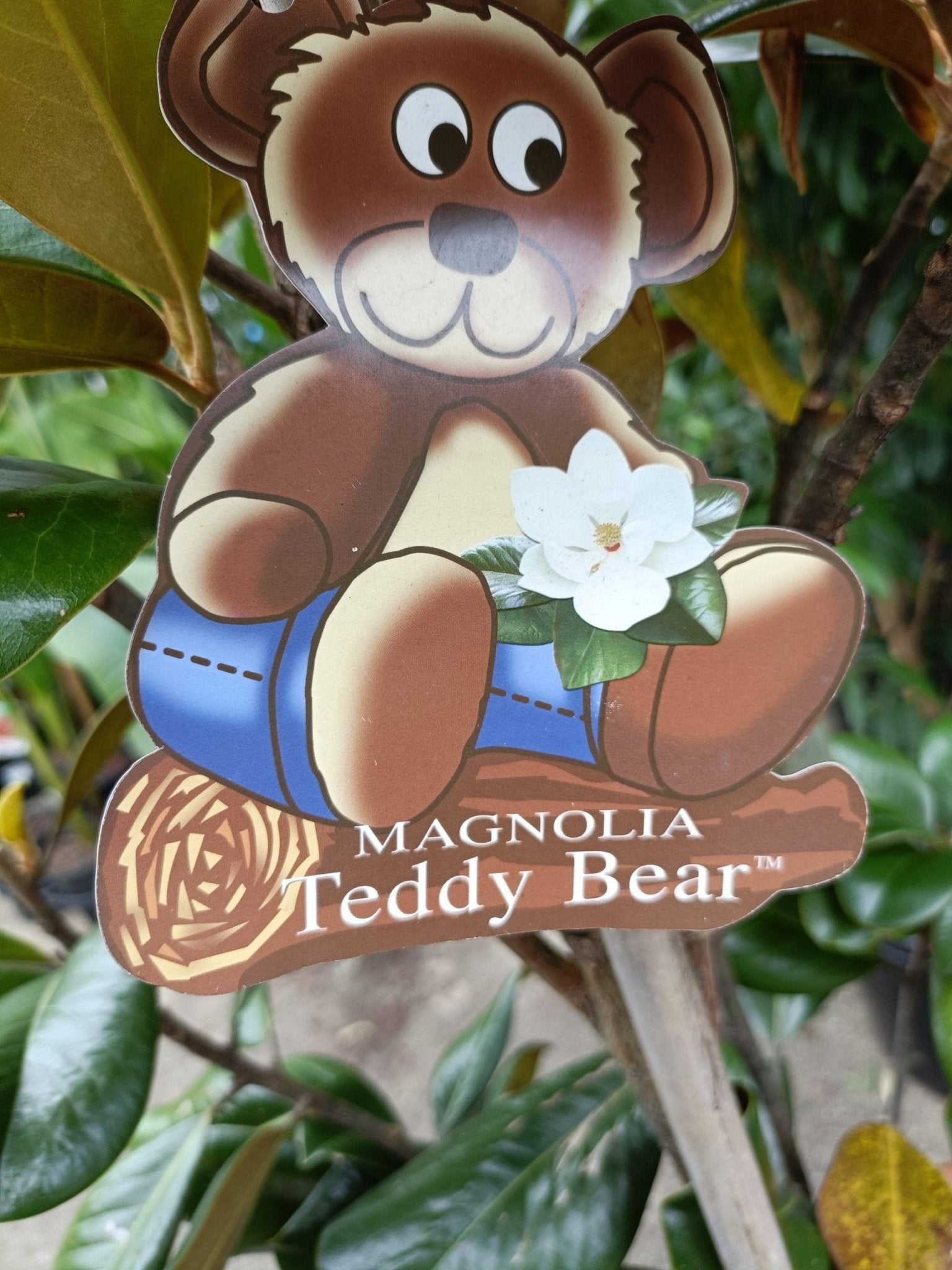 Magnolia Teddy Bear 300mm (PICKUP ONLY) - Ladybird Nursery