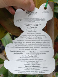 Magnolia Teddy Bear 300mm (PICKUP ONLY)