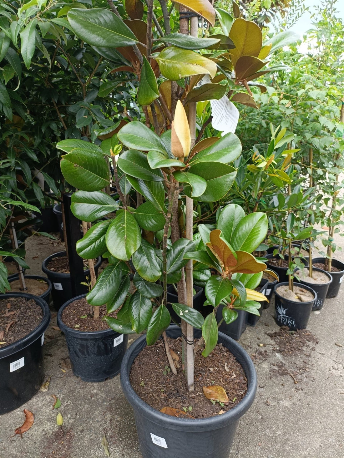 Magnolia Teddy Bear 300mm (PICKUP ONLY) - Ladybird Nursery