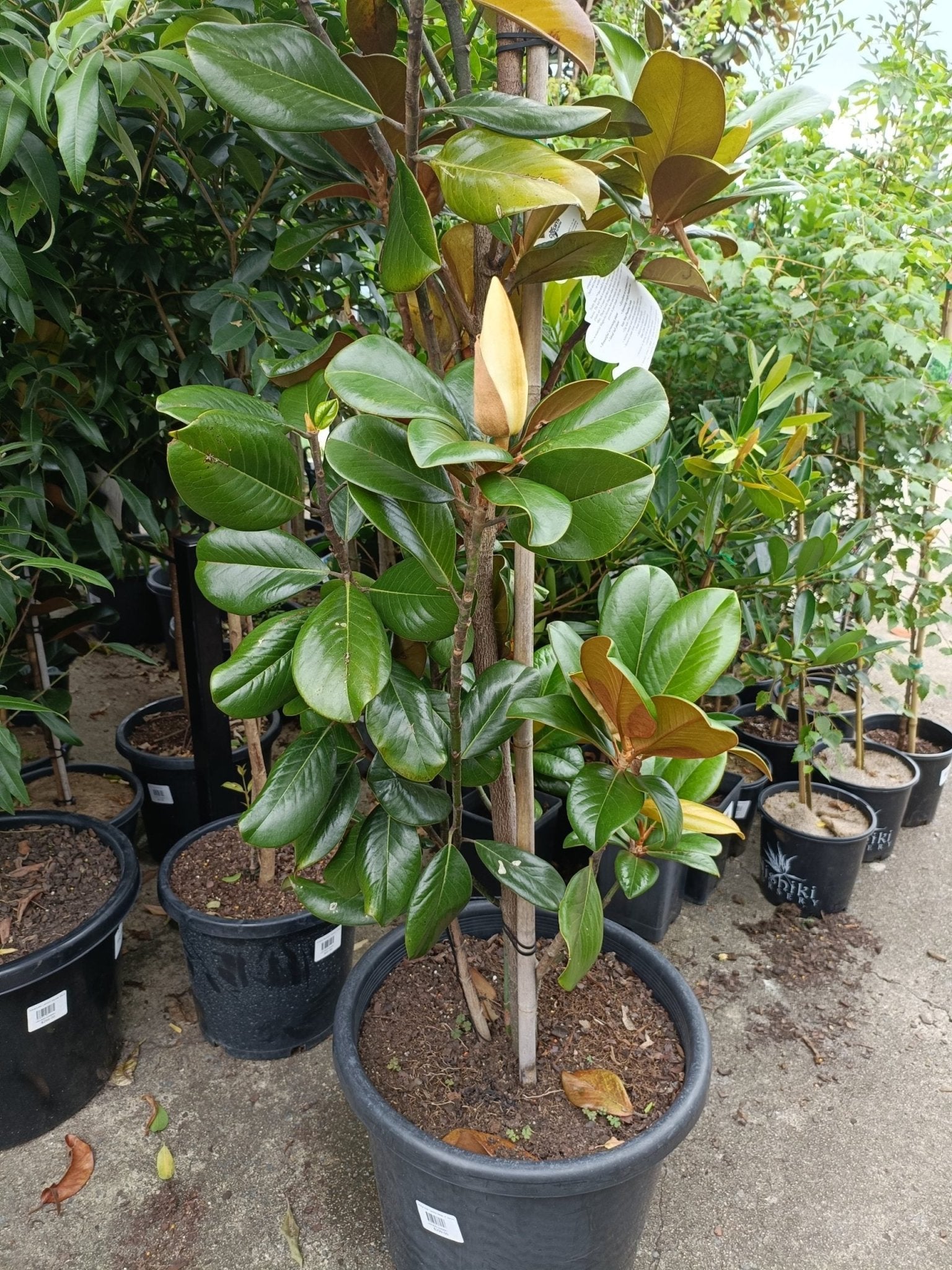 Magnolia Teddy Bear 300mm (PICKUP ONLY) - Ladybird Nursery