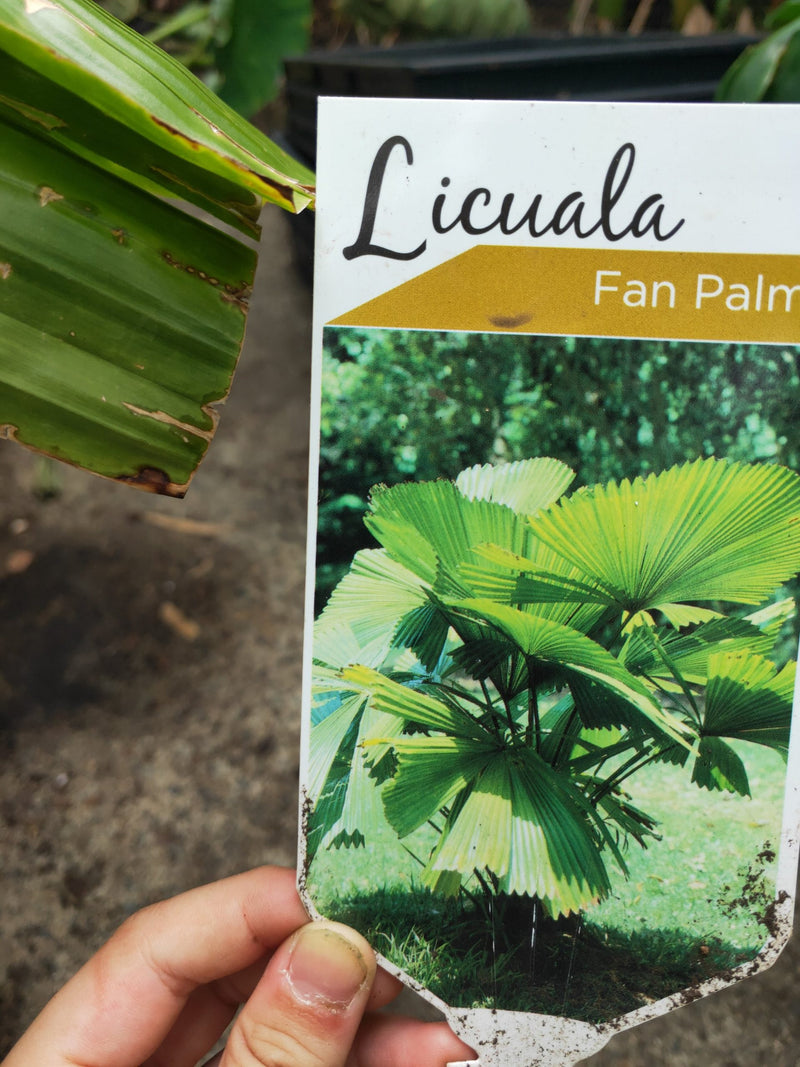 Fan palm large ,1m tall,