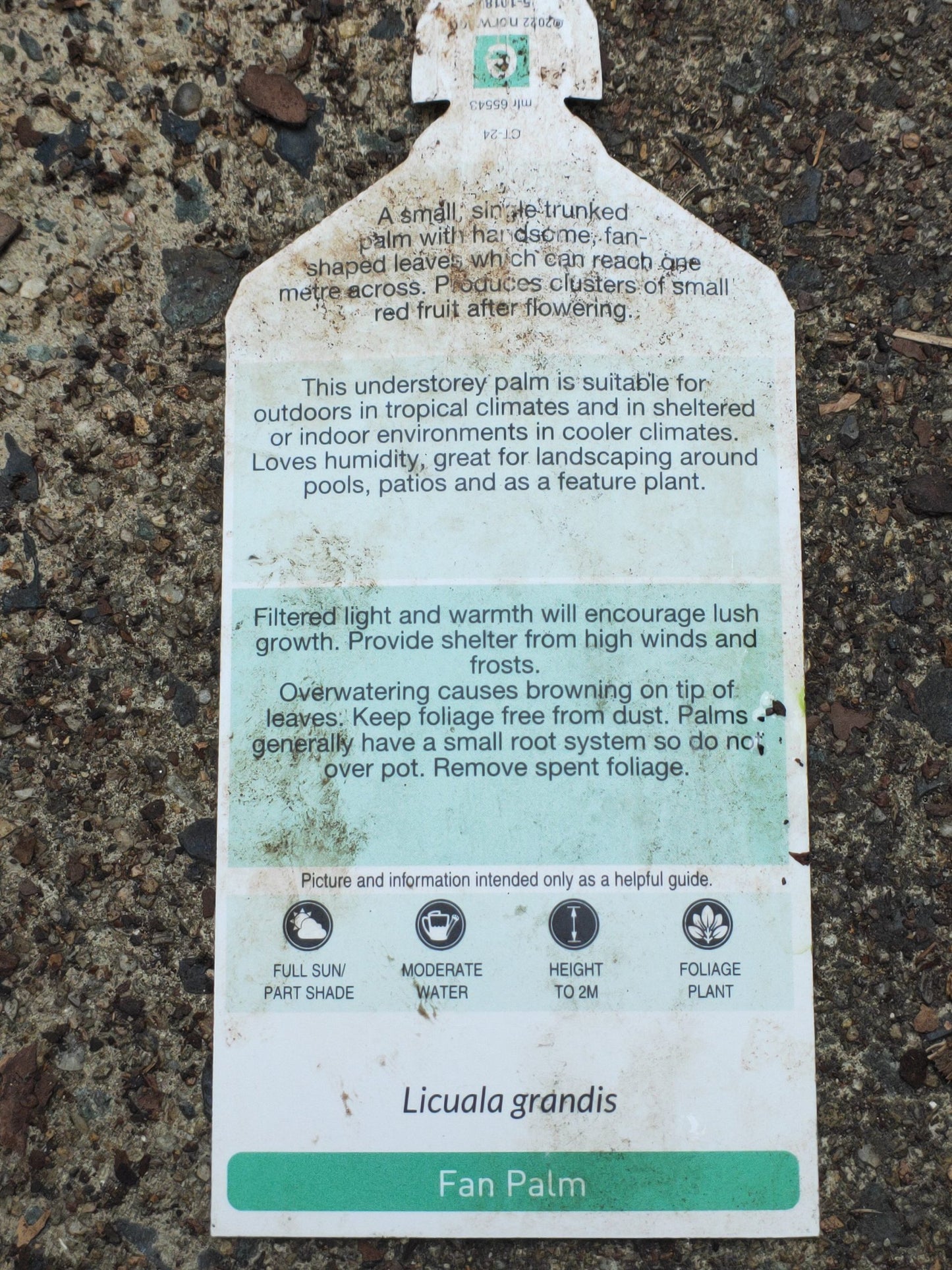 Fan palm large ,1m tall,