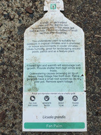 Fan palm large ,1m tall,