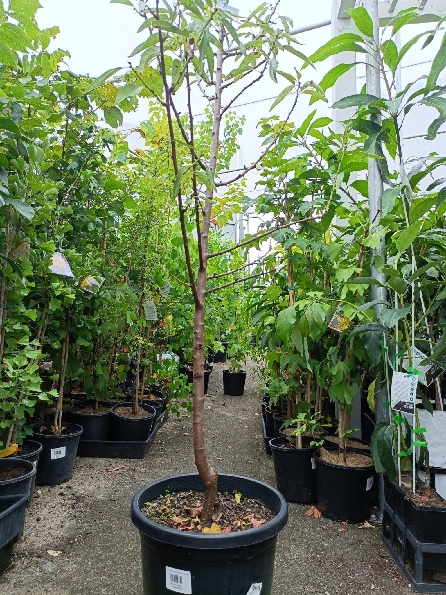 Advanced Almond Self Pollinating - Ladybird Nursery