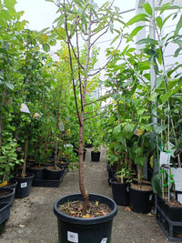 Advanced Almond Self Pollinating