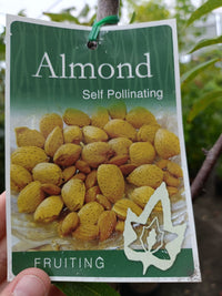 Advanced Almond Self Pollinating