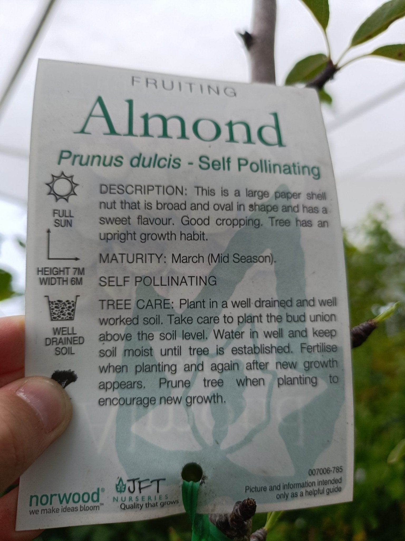 Advanced Almond Self Pollinating - Ladybird Nursery