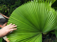 Fan palm large ,1m tall,