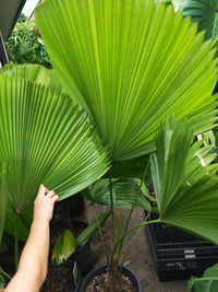 Fan palm large ,1m tall, - Ladybird Nursery