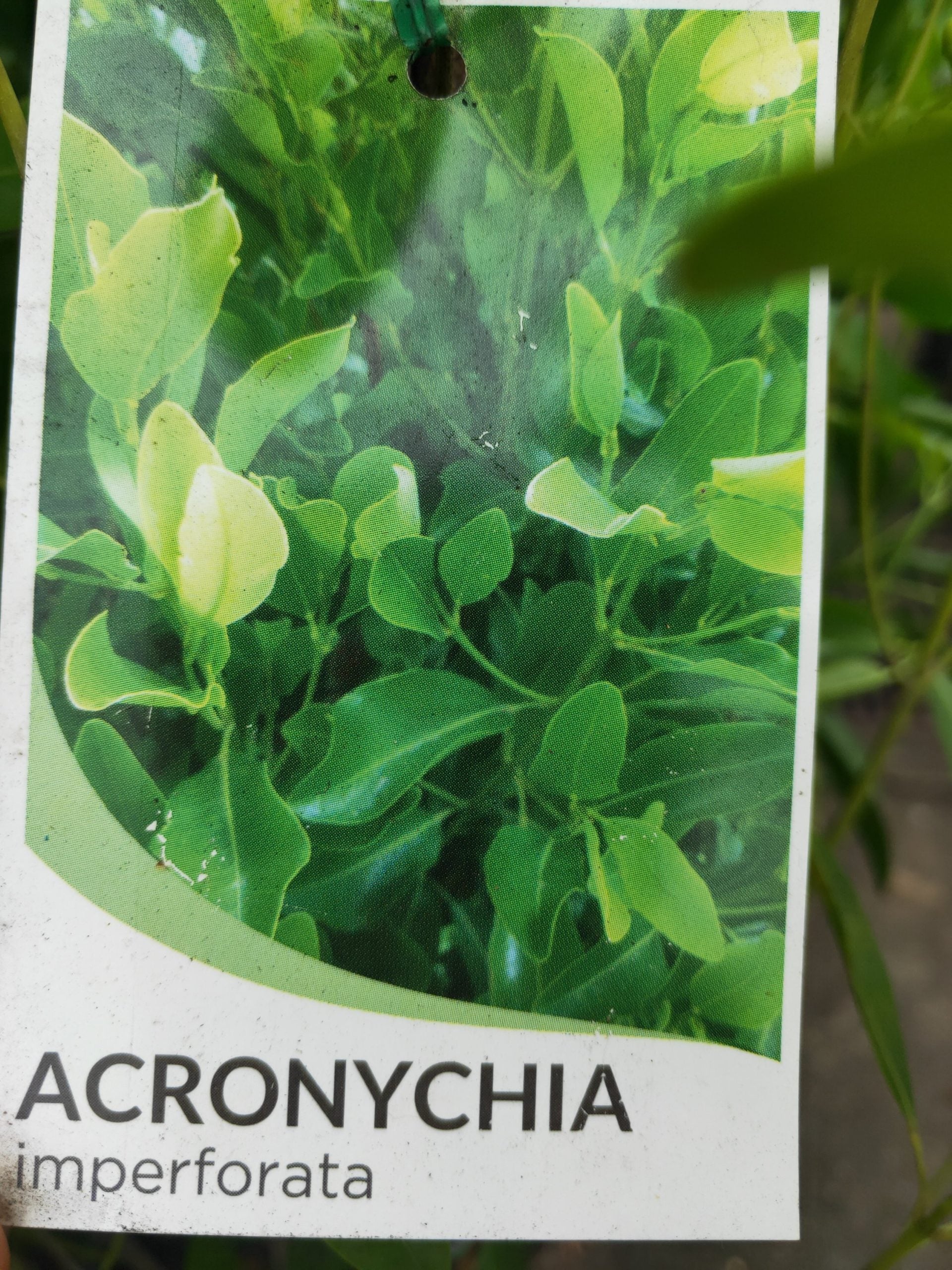Fraser Island Apple - Advanced 300mm Pot