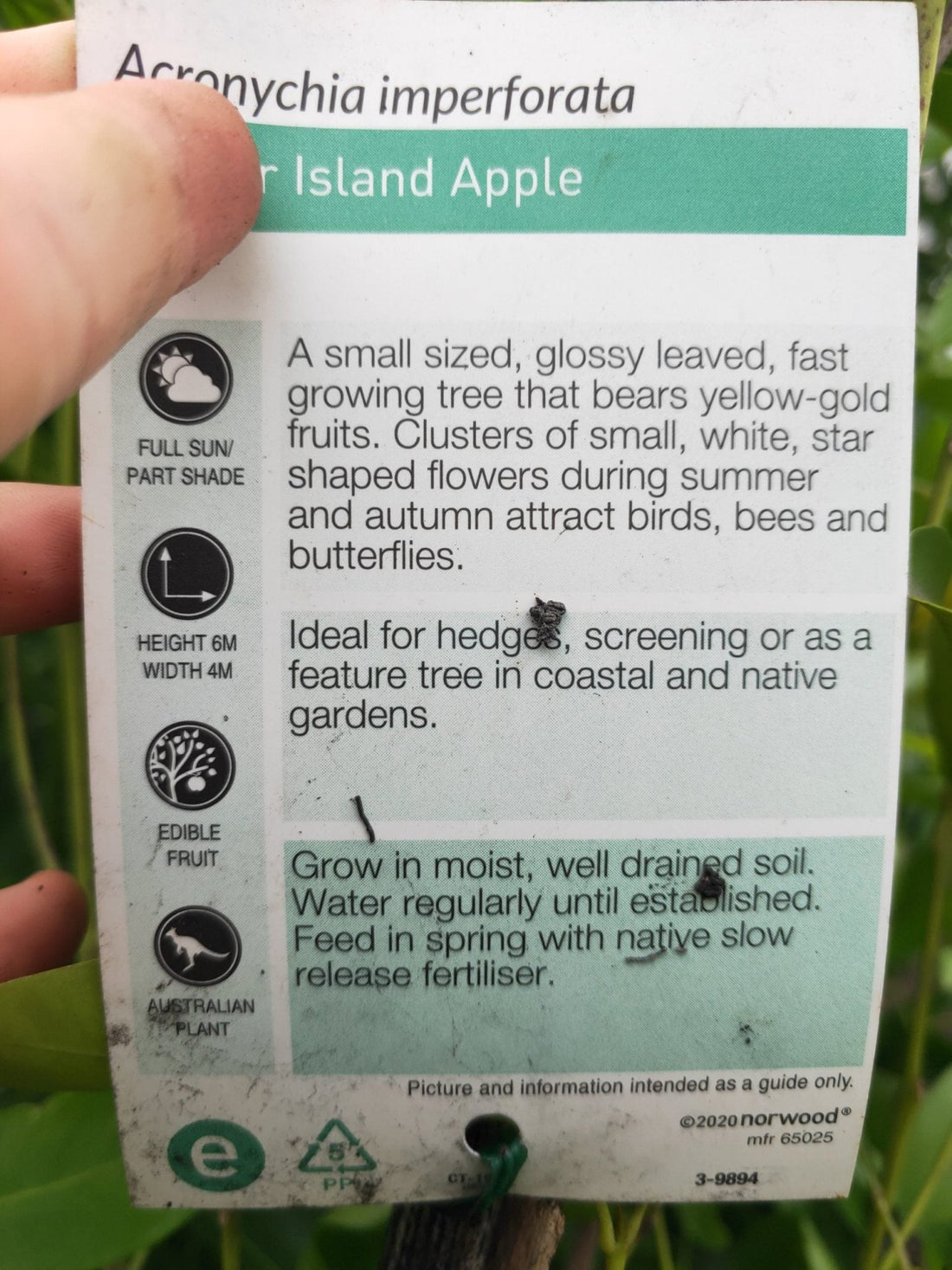 Fraser Island Apple - Advanced 300mm Pot, Pickup only - Ladybird Nursery