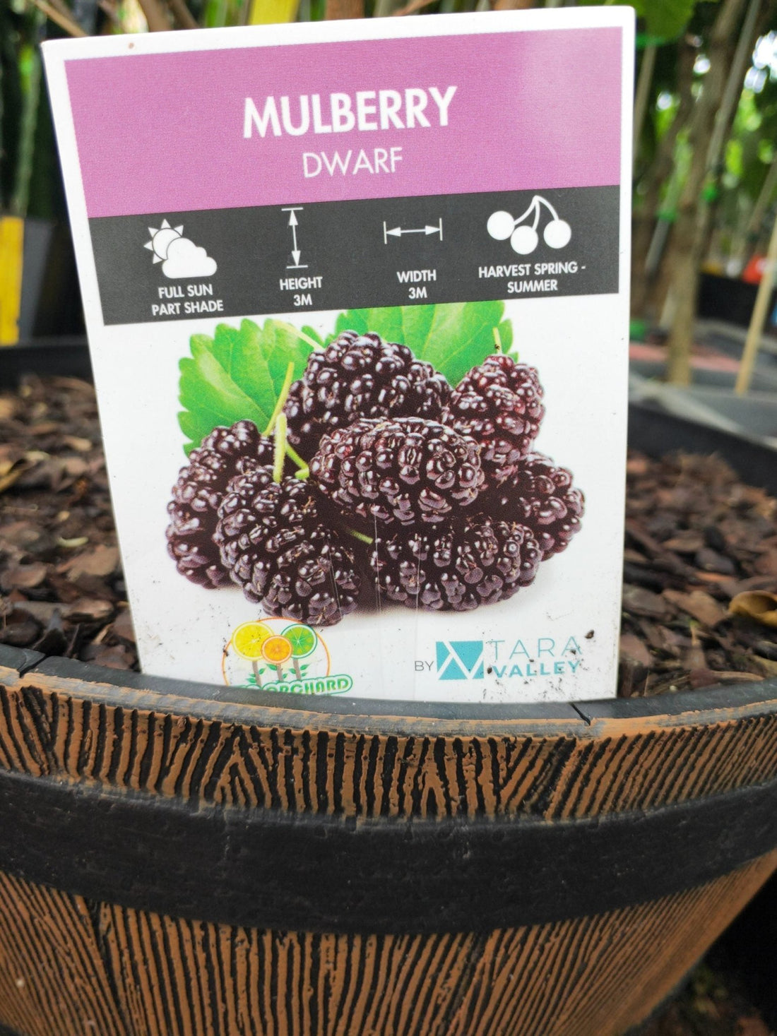 Dwarf Mulberry in a wine barrel PICK UP ONLY - Ladybird Nursery