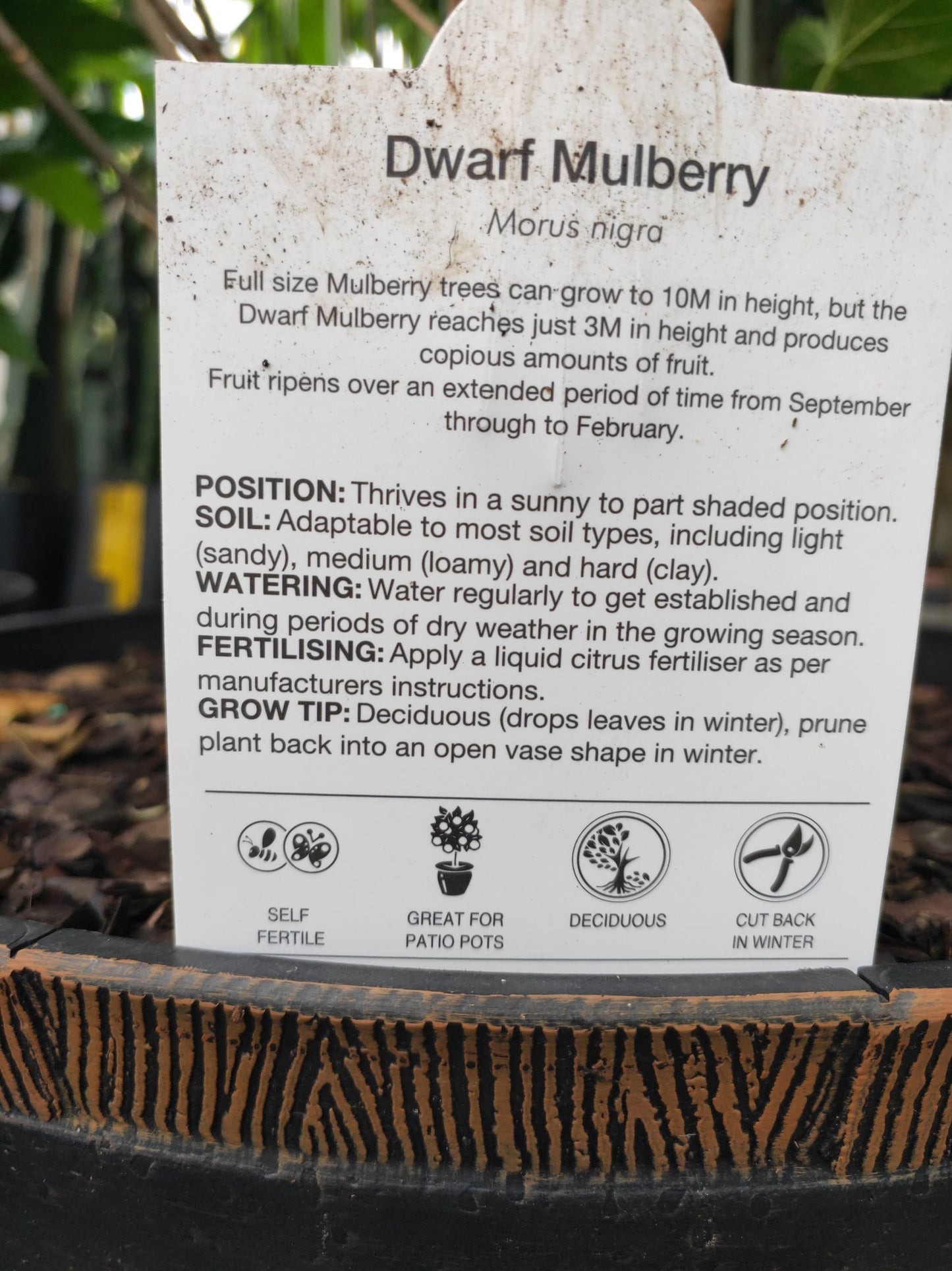 Dwarf Mulberry in a wine barrel PICK UP ONLY