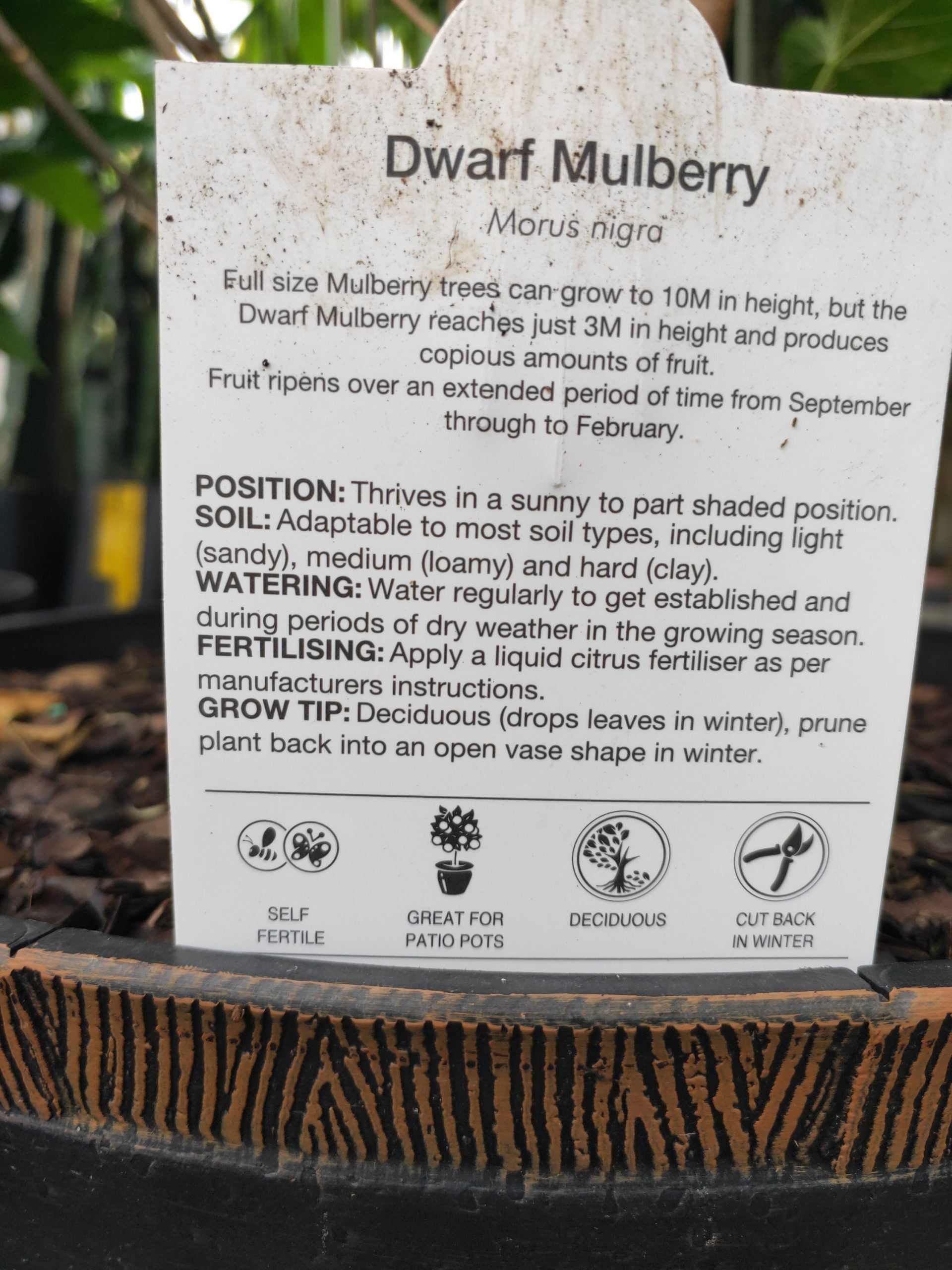 Dwarf Mulberry in a wine barrel PICK UP ONLY