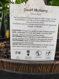 Dwarf Mulberry in a wine barrel PICK UP ONLY