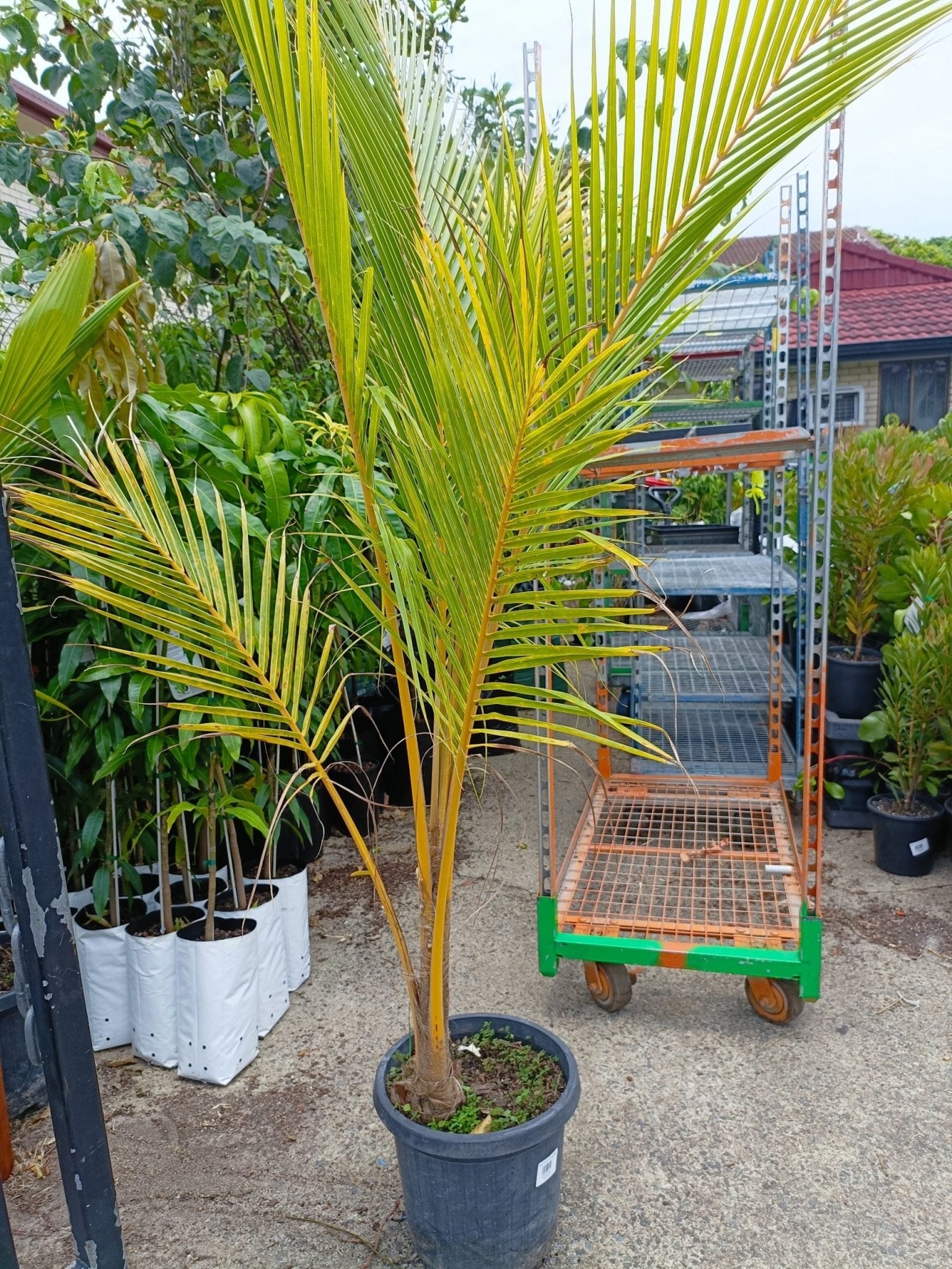 coconut palm nursery Malay Dwarf Coconut Fruit Tree – Buy Now! – Ladybird Nursery