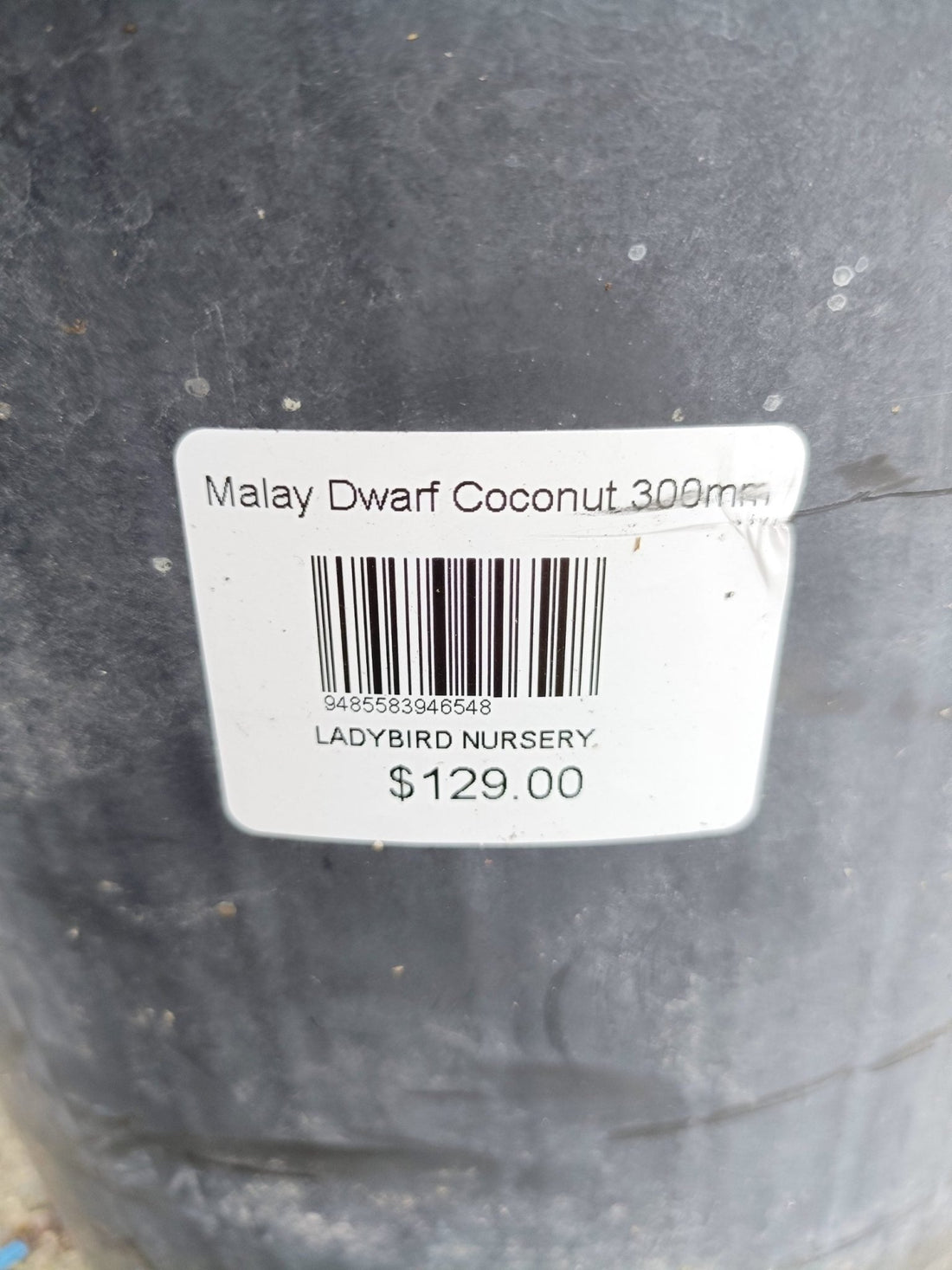 Malay Dwarf Gold Coconut Large Size (PICKUP ONLY) 300mm - Ladybird Nursery