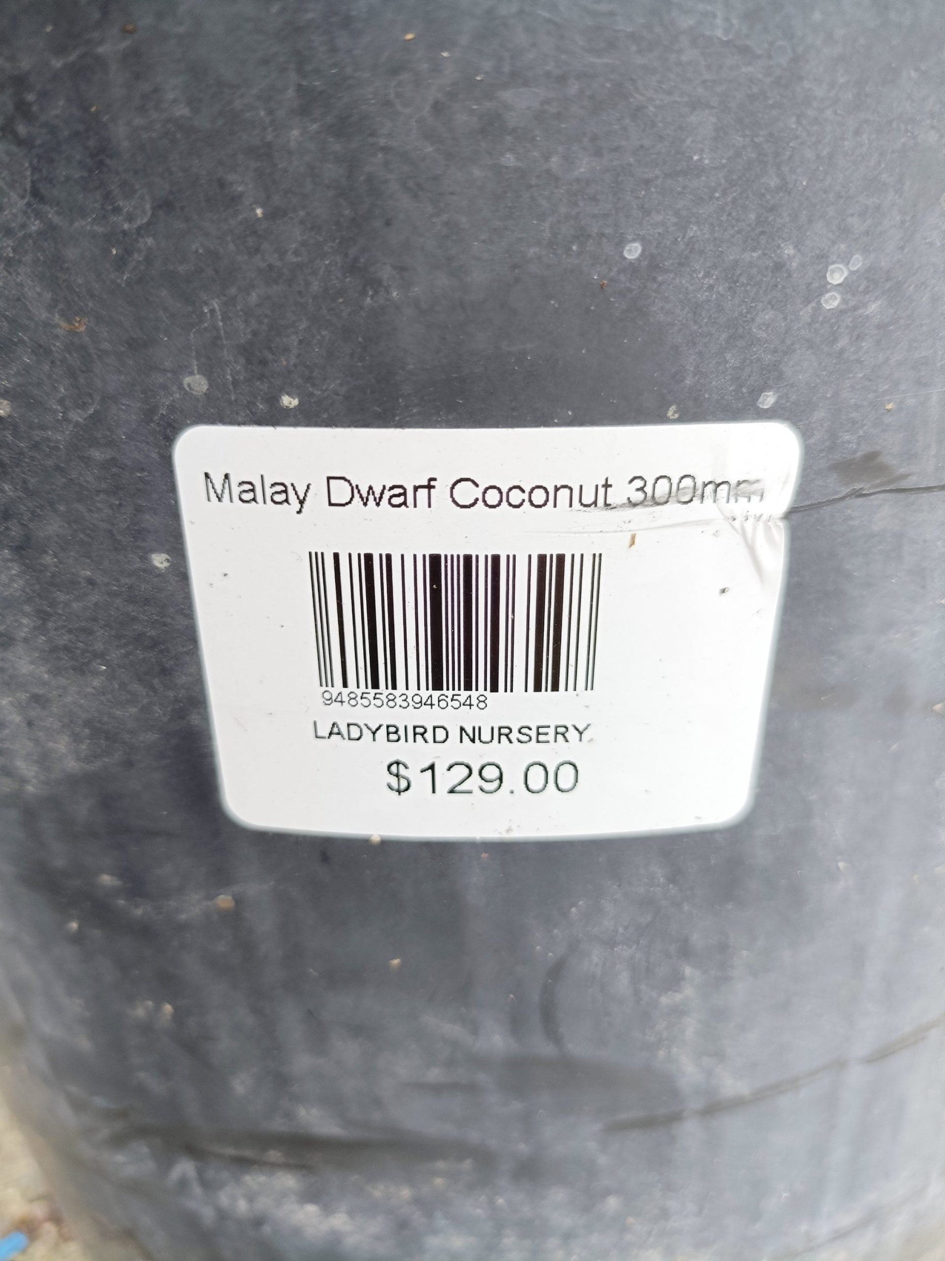 Malay Dwarf Coconut Large Size (PICKUP ONLY)