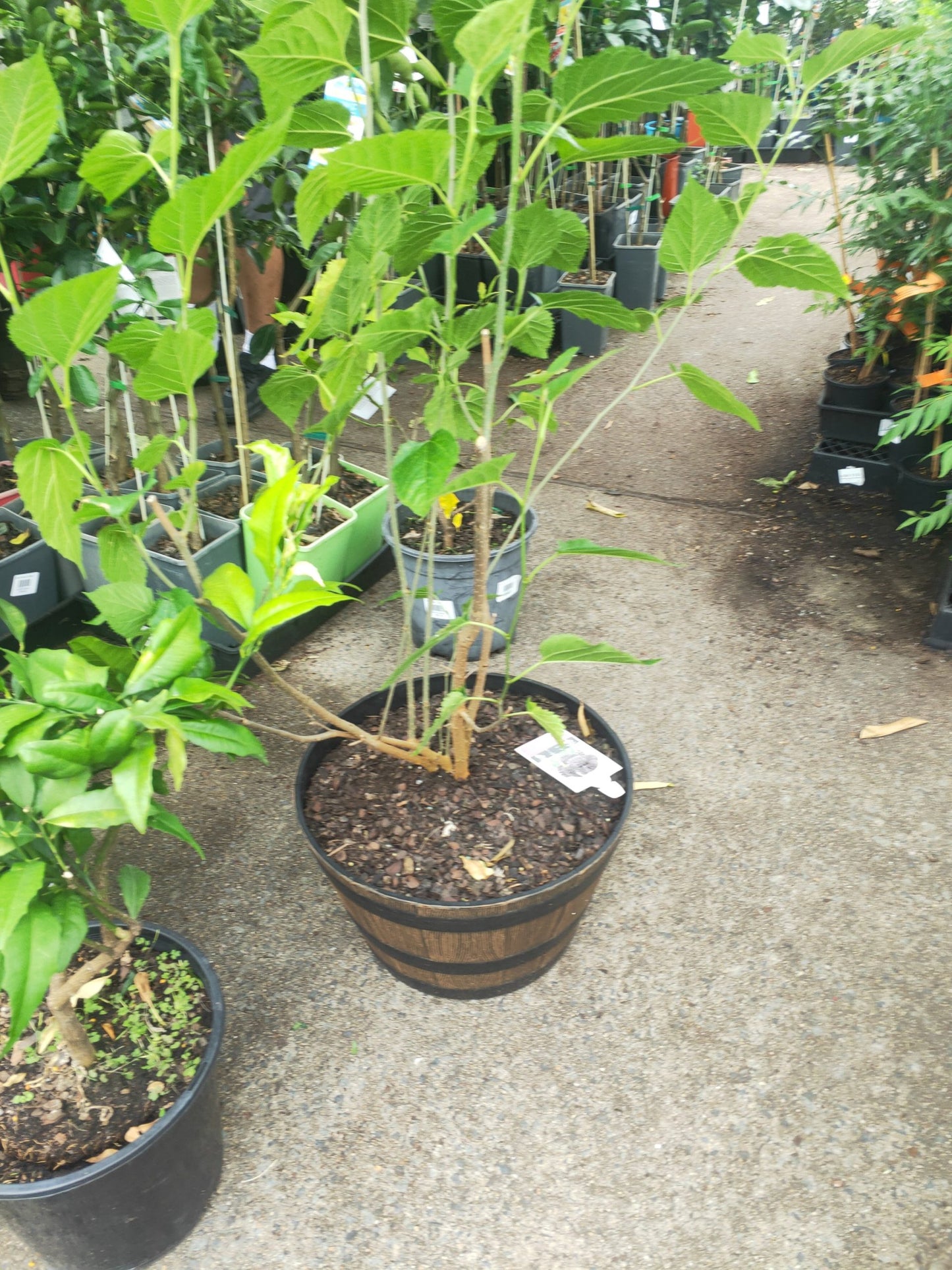 Dwarf Mulberry in a wine barrel PICK UP ONLY